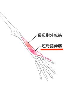 短母指伸筋